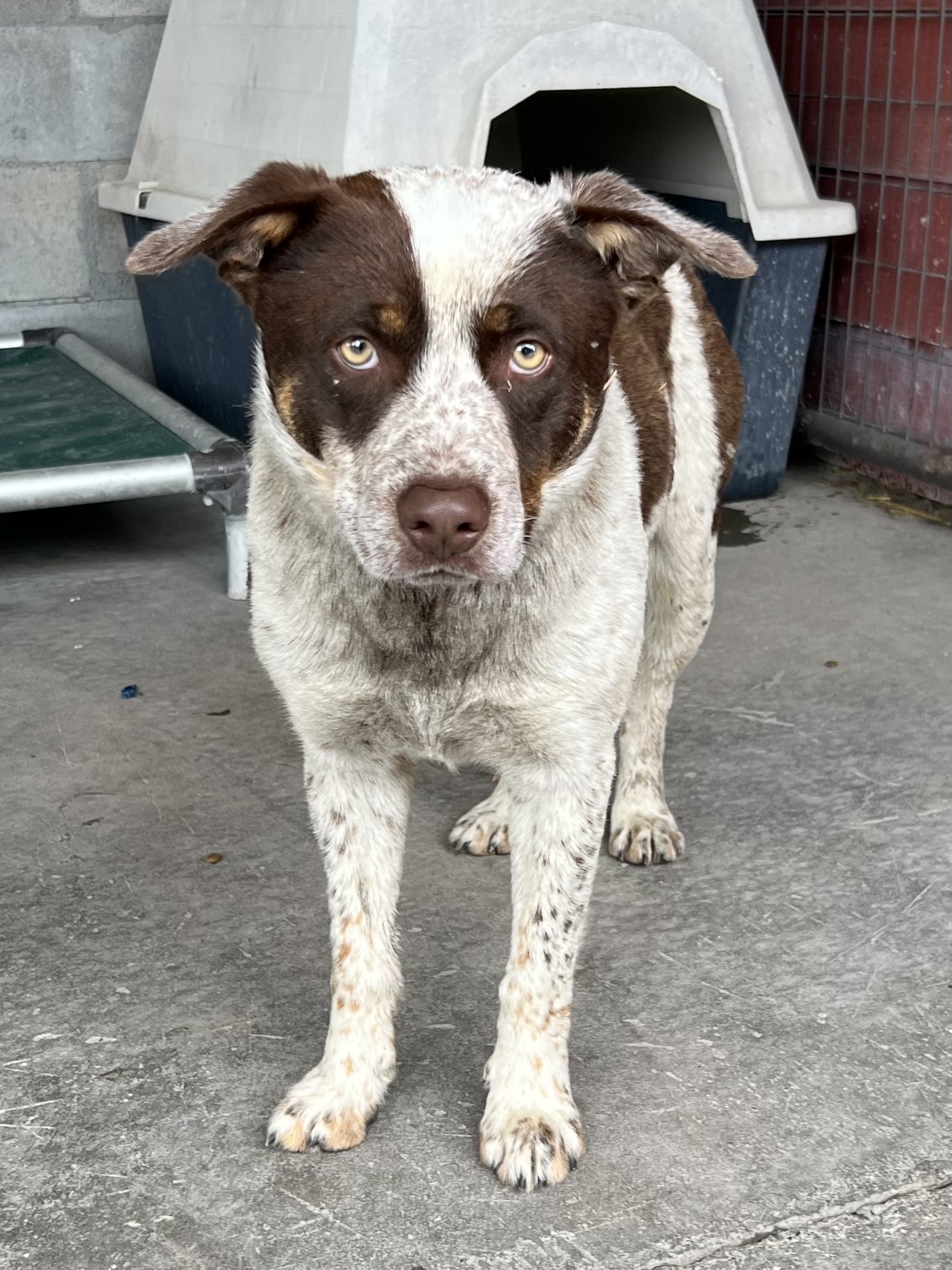 Tank, an adoptable Australian Cattle Dog / Blue Heeler in Dillon, MT, 59725 | Photo Image 1