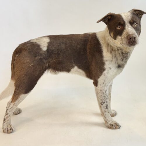 Tank, an adoptable Australian Cattle Dog / Blue Heeler in Dillon, MT, 59725 | Photo Image 2