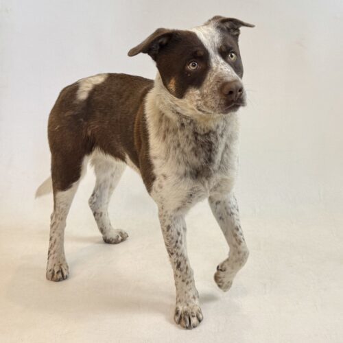 Tank, an adoptable Australian Cattle Dog / Blue Heeler in Dillon, MT, 59725 | Photo Image 3