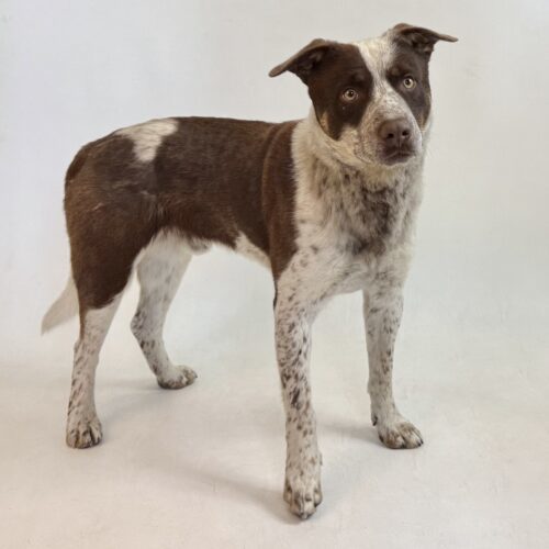 Tank, an adoptable Australian Cattle Dog / Blue Heeler in Dillon, MT, 59725 | Photo Image 4