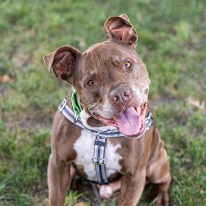Dro, Senior Male unknown