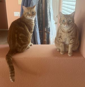 Adopt Us Sam and Moses are just about to turn four and they just arrived back in our care after