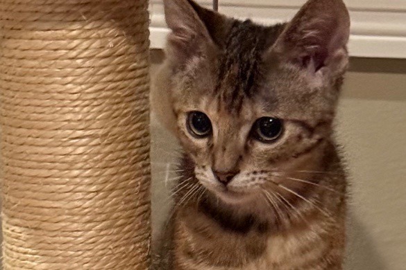 Mia, an adoptable Domestic Short Hair in Saint Francisville, LA, 70775 | Photo Image 1