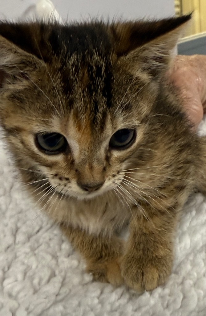 Mia, an adoptable Domestic Short Hair in Saint Francisville, LA, 70775 | Photo Image 2