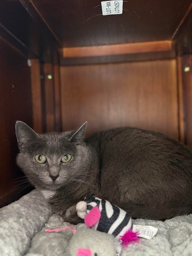 Momma Grey, an adoptable Domestic Short Hair in Brookings, OR, 97415 | Photo Image 1
