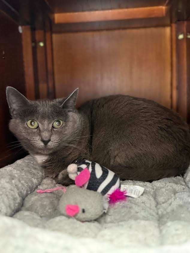 Momma Grey, an adoptable Domestic Short Hair in Brookings, OR, 97415 | Photo Image 2