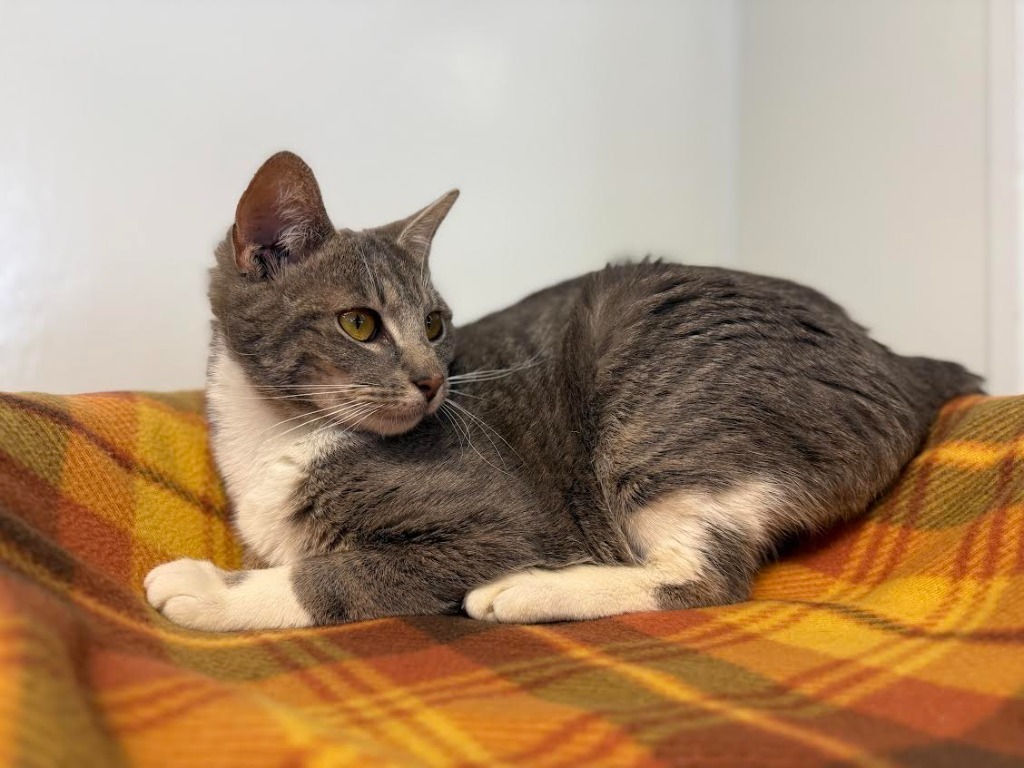 Brandy, an adoptable Domestic Short Hair in Brookings, OR, 97415 | Photo Image 1
