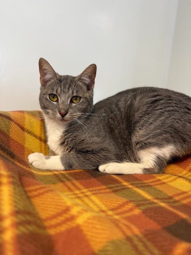Brandy, an adoptable Domestic Short Hair in Brookings, OR, 97415 | Photo Image 2