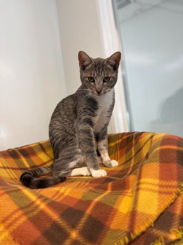 Brandy, an adoptable Domestic Short Hair in Brookings, OR, 97415 | Photo Image 3