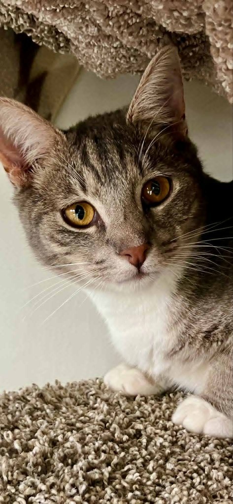 Bennie, an adoptable Domestic Short Hair in Brookings, OR, 97415 | Photo Image 1