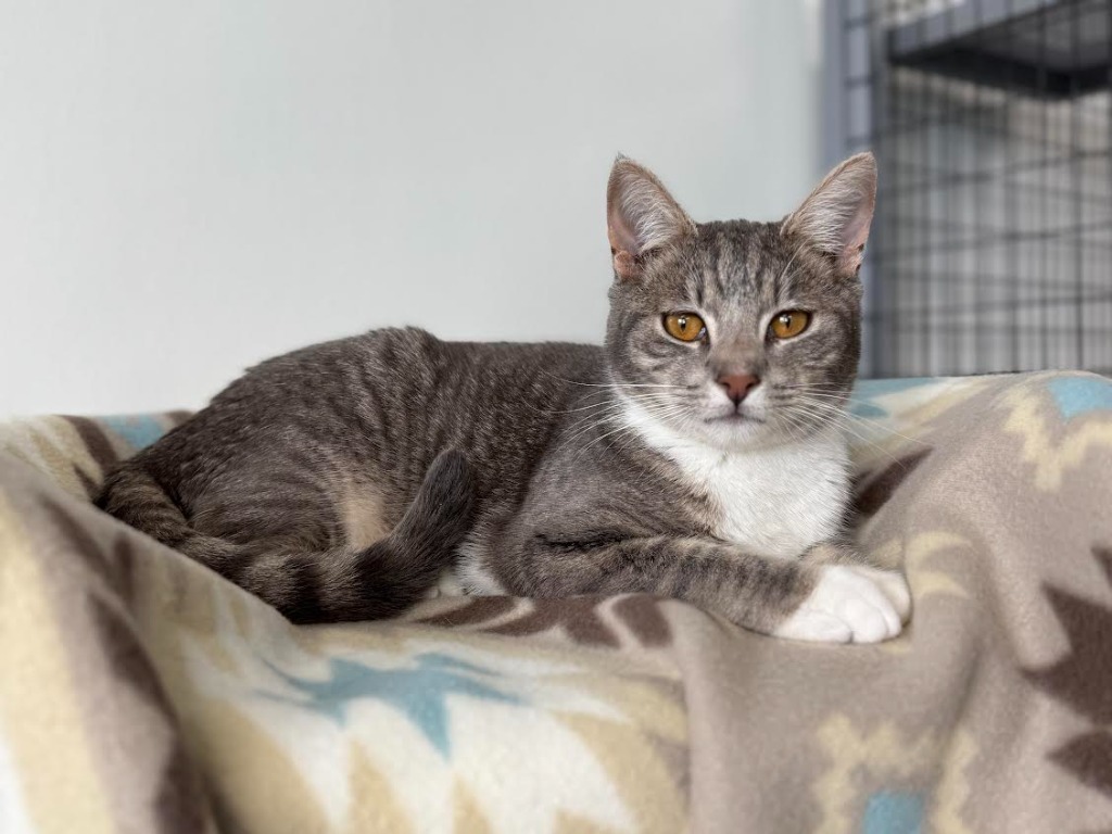 Bennie, an adoptable Domestic Short Hair in Brookings, OR, 97415 | Photo Image 3