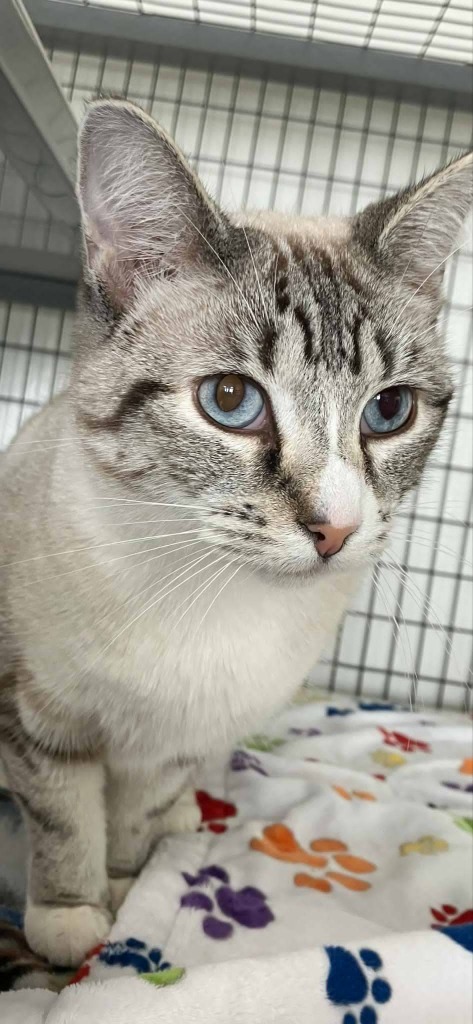 Velma, an adoptable Siamese in Brookings, OR, 97415 | Photo Image 1