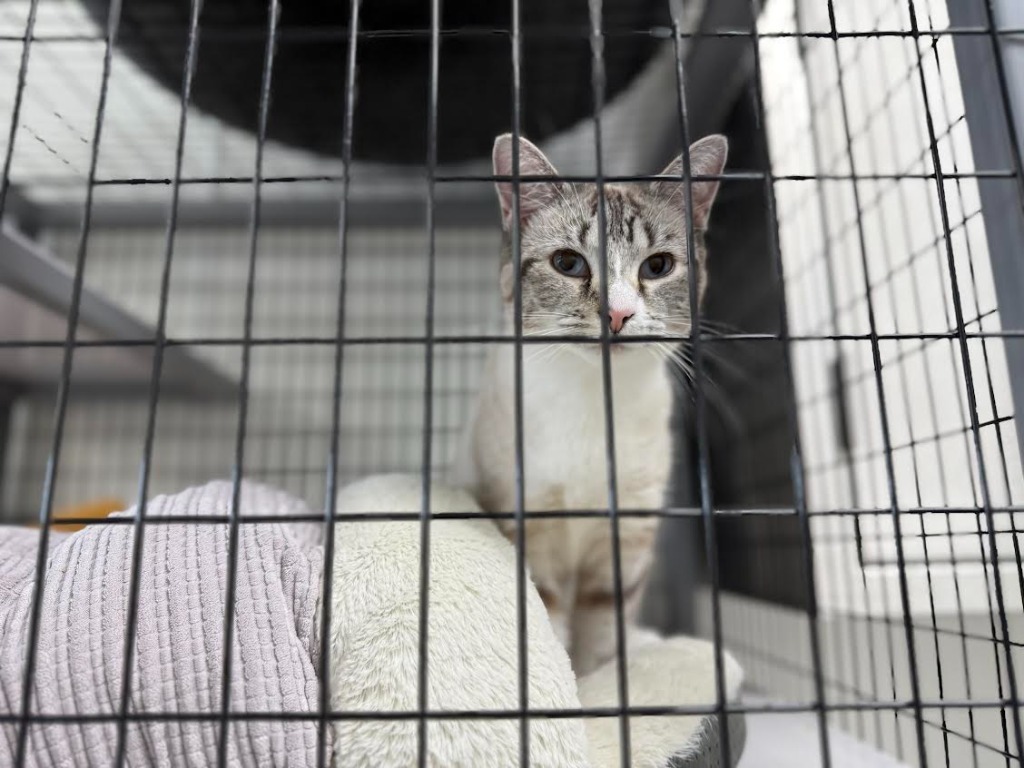 Velma, an adoptable Siamese in Brookings, OR, 97415 | Photo Image 3
