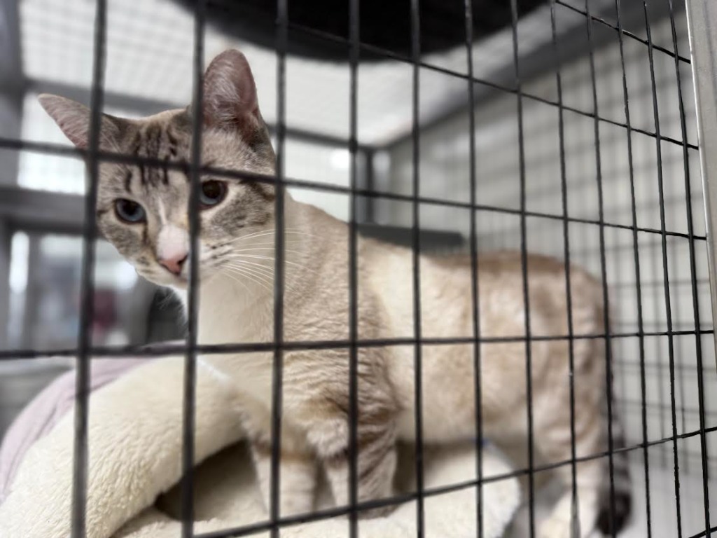 Velma, an adoptable Siamese in Brookings, OR, 97415 | Photo Image 4