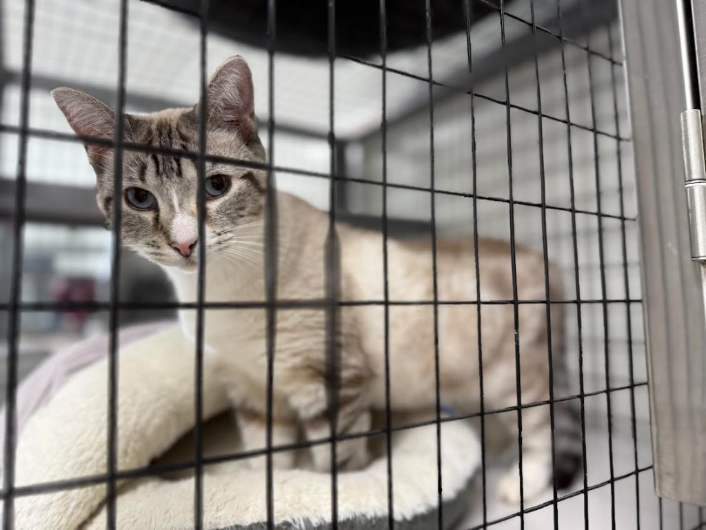 Velma, an adoptable Siamese in Brookings, OR, 97415 | Photo Image 5