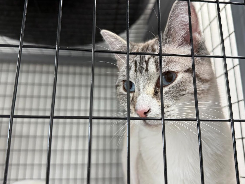 Velma, an adoptable Siamese in Brookings, OR, 97415 | Photo Image 6