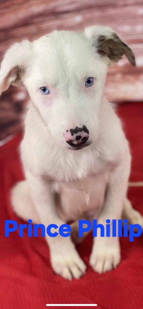 Prince Phillip