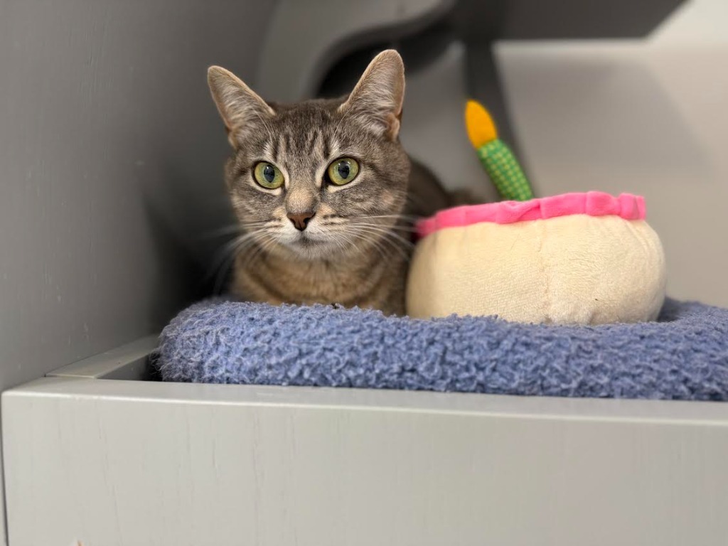 Becca, an adoptable Domestic Short Hair in Brookings, OR, 97415 | Photo Image 1
