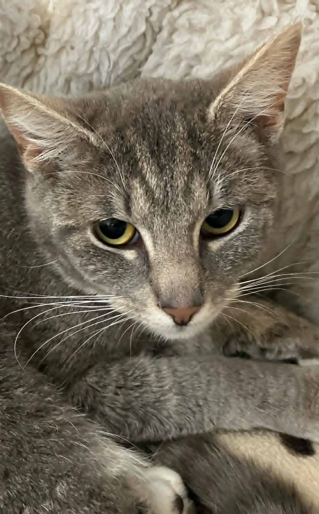 Becca, an adoptable Domestic Short Hair in Brookings, OR, 97415 | Photo Image 2