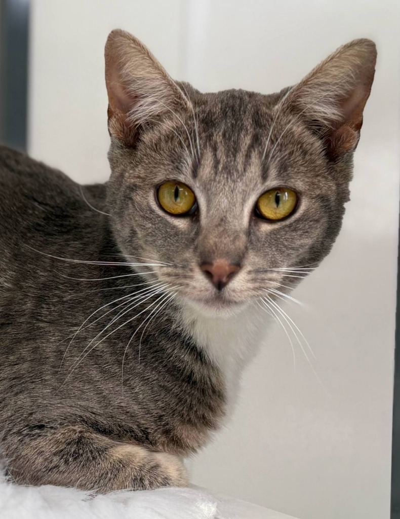 Bebe, an adoptable Domestic Short Hair in Brookings, OR, 97415 | Photo Image 1