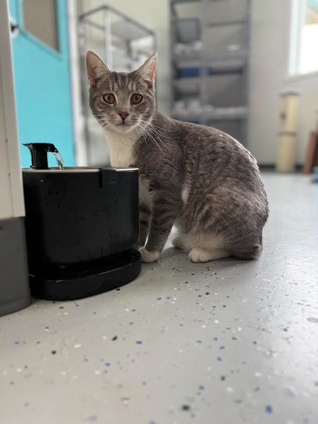 Bebe
