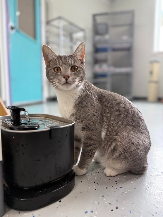 Bebe, an adoptable Domestic Short Hair in Brookings, OR, 97415 | Photo Image 3