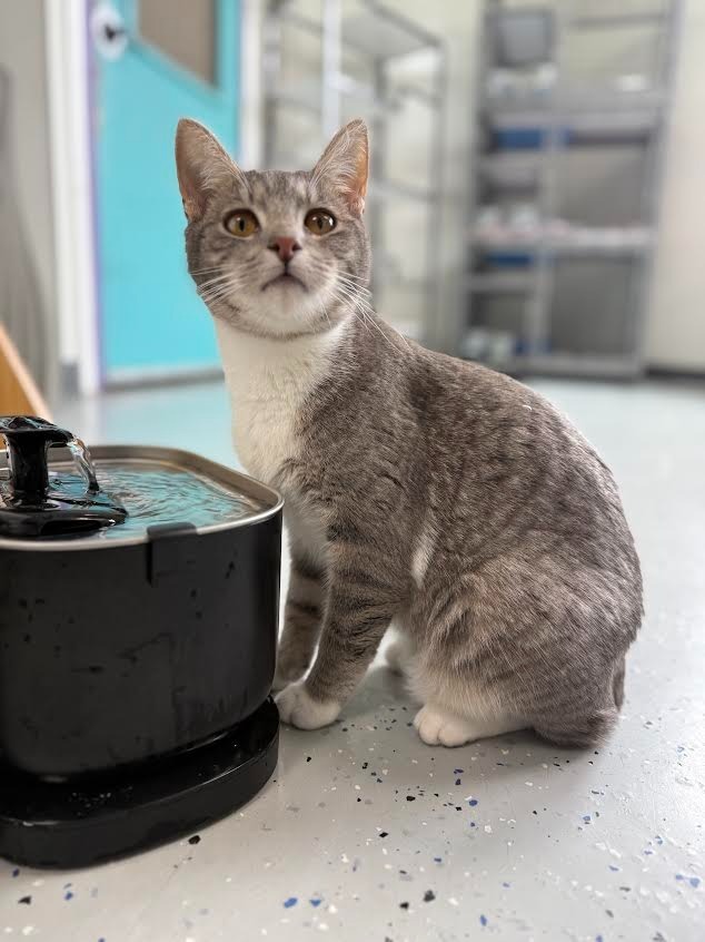 Bebe, an adoptable Domestic Short Hair in Brookings, OR, 97415 | Photo Image 4