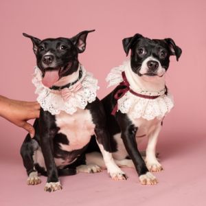 Dottie (Bonded w/ Lottie), Young Female Mixed Breed