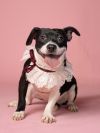 Dottie (Bonded w/ Lottie) photo 2