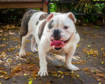 Bessy, an adoptable American Bulldog, Mixed Breed in Honolulu, HI, 96826 | Photo Image 1