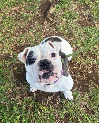 Bessy, an adoptable American Bulldog, Mixed Breed in Honolulu, HI, 96826 | Photo Image 2