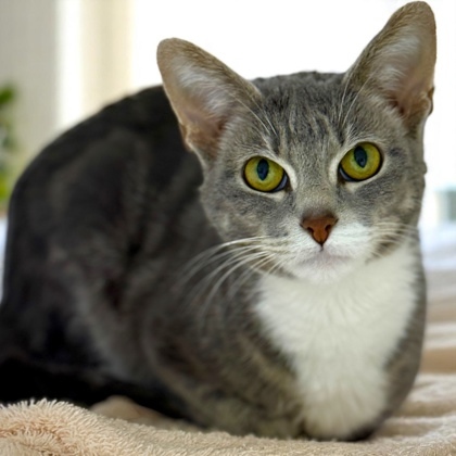 Bertha, an adoptable Domestic Short Hair in Gwinn, MI, 49841 | Photo Image 1