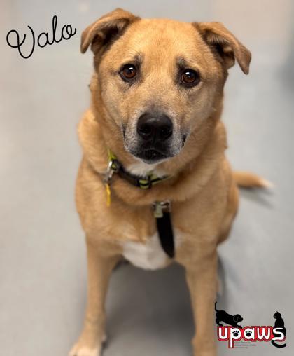 Valo, an adoptable Mixed Breed in Gwinn, MI, 49841 | Photo Image 1
