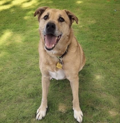 Valo, an adoptable Mixed Breed in Gwinn, MI, 49841 | Photo Image 2