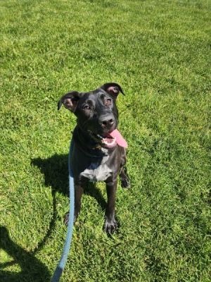 Primary Color Black Secondary Color White Weight 56lbs Animal has been Neutered