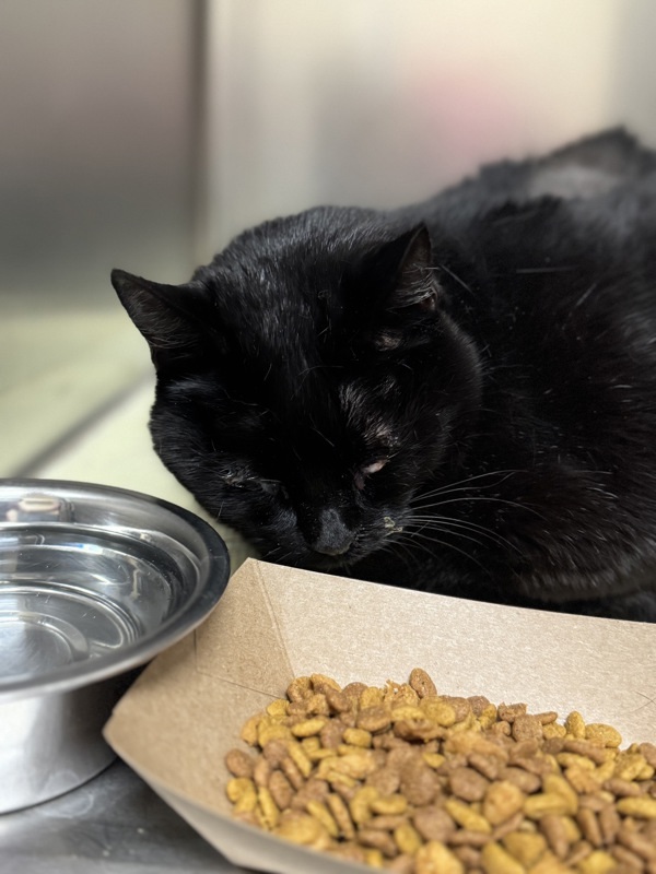 Talulah, an adoptable Domestic Short Hair in Spokane Valley, WA, 99212 | Photo Image 1