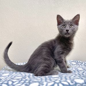Hi Im Meadow Im a curious adventurous little explorer whos always ready to see whats around t
