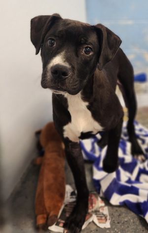 Oscar, Young Male Mountain Cur