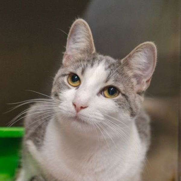 Freya (bonded To Zorro)