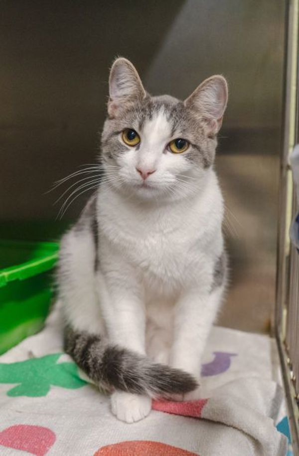 Freya (bonded To Zorro)