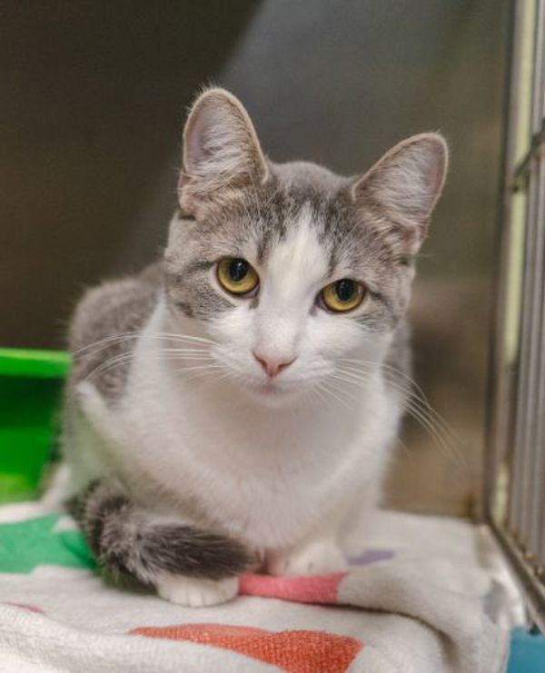 Freya (bonded To Zorro)