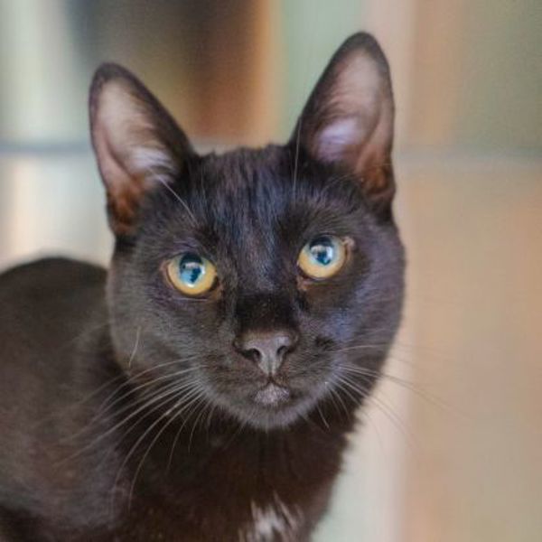 Zorro (bonded To Freya)