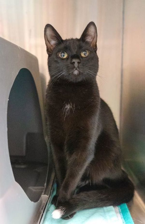 Zorro (bonded To Freya)