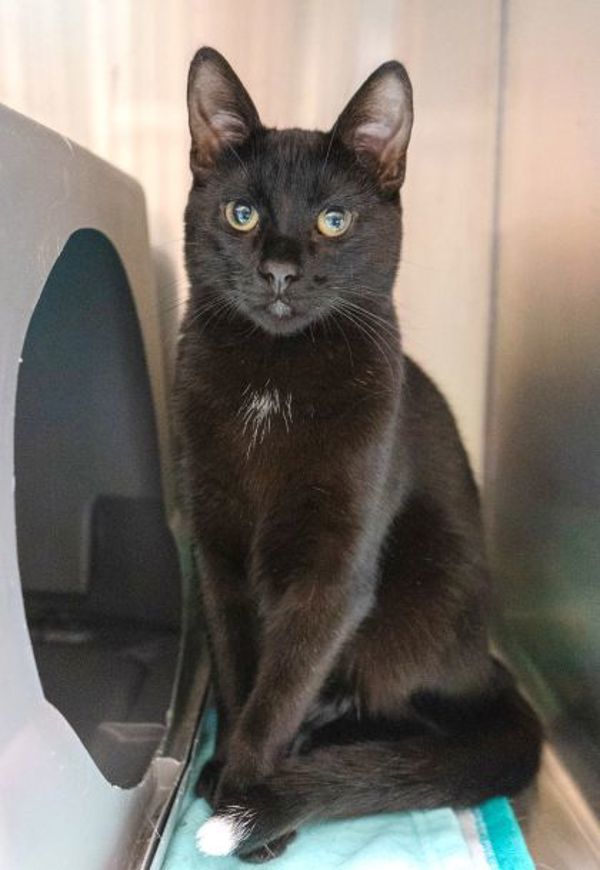 Zorro (bonded To Freya)
