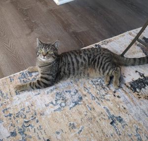 Meatball, Young Male unknown