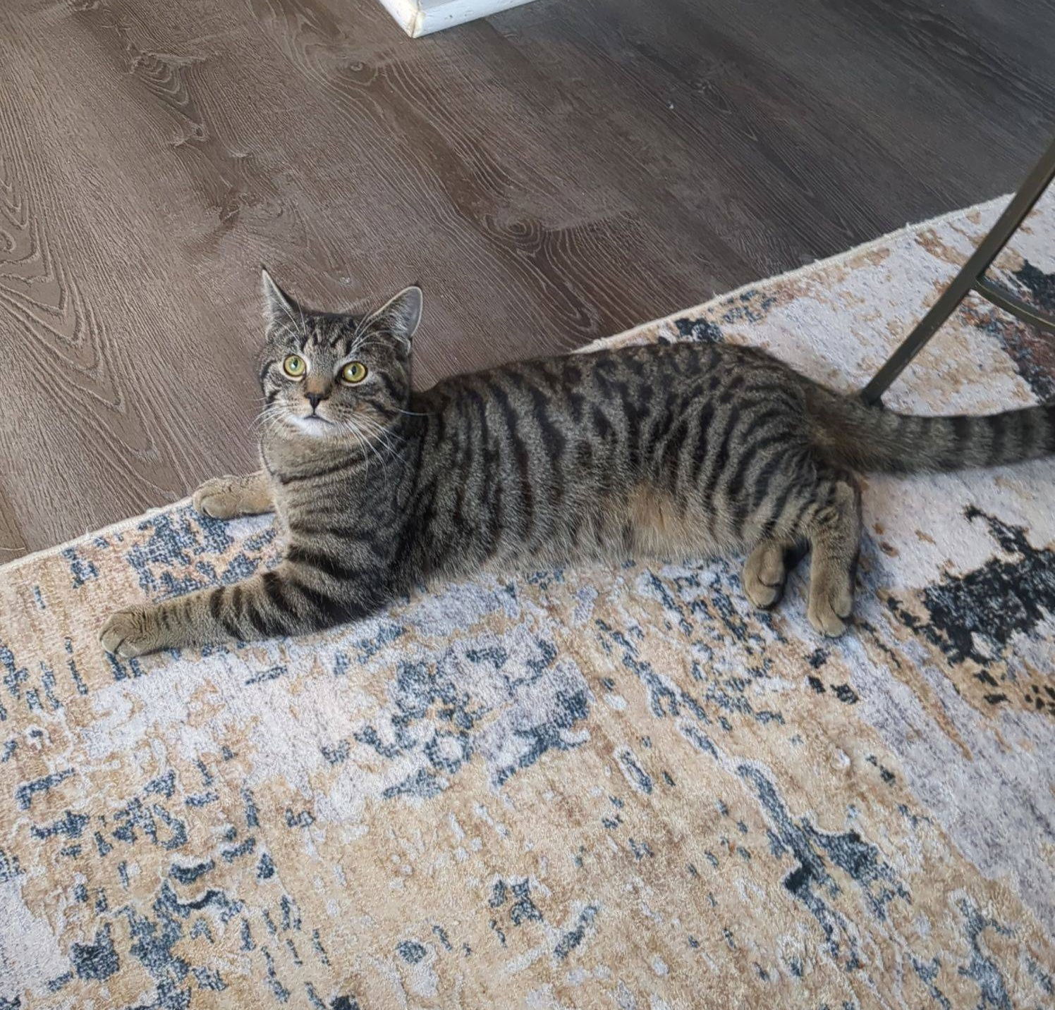 Meatball