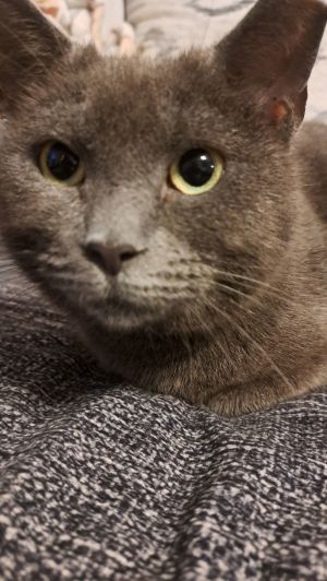 Orysia, Young Female Domestic Short Hair