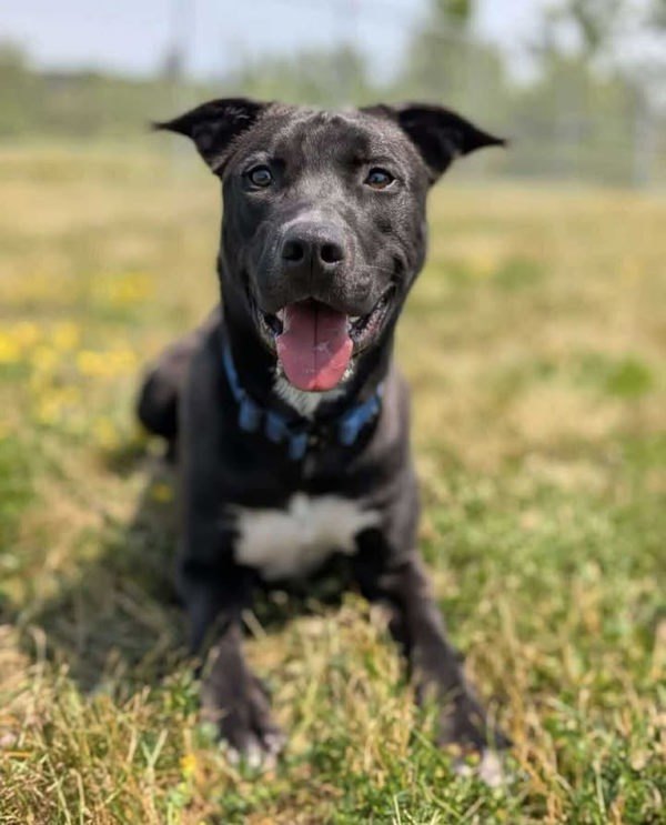 Bates, an adoptable Labrador Retriever, Border Collie in Keswick, ON, L4P 3G1 | Photo Image 1