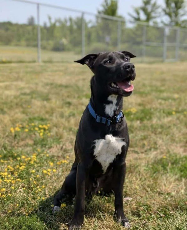 Bates, an adoptable Labrador Retriever, Border Collie in Keswick, ON, L4P 3G1 | Photo Image 2