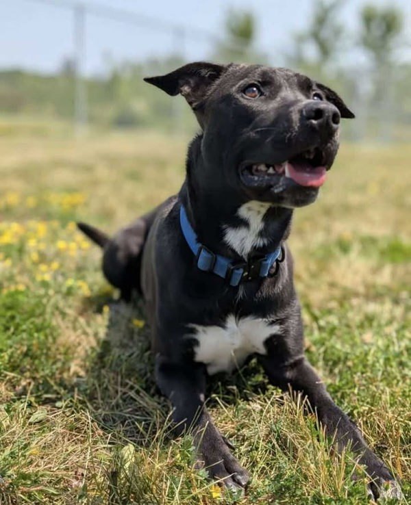 Bates, an adoptable Labrador Retriever, Border Collie in Keswick, ON, L4P 3G1 | Photo Image 3